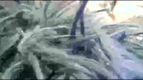 Snapshot of tooshort30w59675 chatting on February 2026 05:19:01 PM tooshort30w59675 online show from February 2026 05:19:01 PM