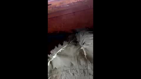 tree553 online show from January 2025 08:44:01 PM