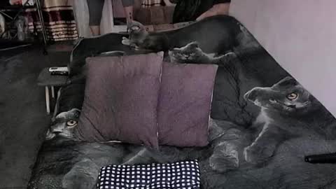 Lana online show from March 2026 12:11:01 AM