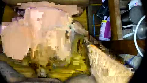 vegujo online show from February 2025 07:07:01 AM