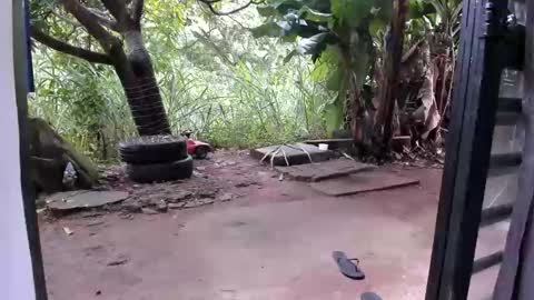 venus ... zeus sheer  online show from December 2025 12:54:01 PM