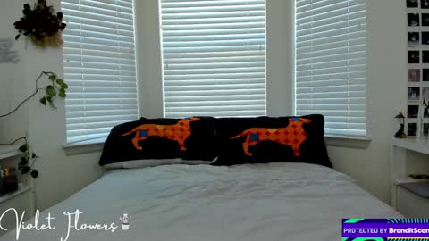 Violet Flowers online show from January 2025 06:13:02 PM