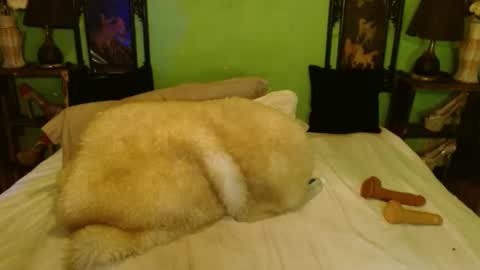 PAMPAM online show from February 2025 07:46:01 PM