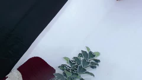 yams_kitty69 online show from November 2025 09:19:02 AM