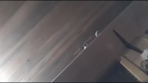 Snapshot of yessirprincesspet chatting on November 2025 06:39:03 AM yessirprincesspet online show from November 2025 06:39:03 AM