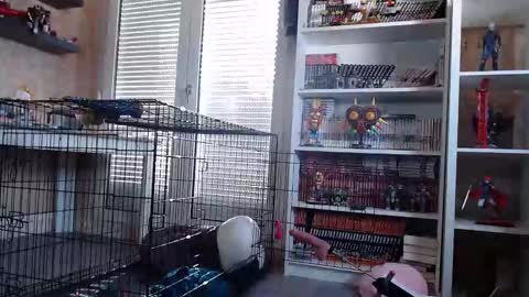 Owned by Hell On Heels online show from March 2026 09:06:02 AM