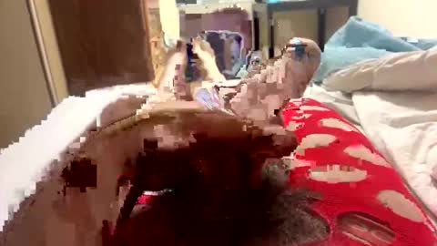 yourcelebritycrush online show from March 2026 06:36:01 AM