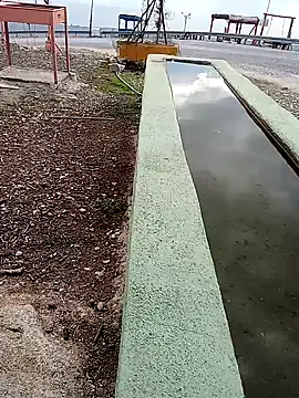 parabellumm online show from October 2025 12:46:02 PM