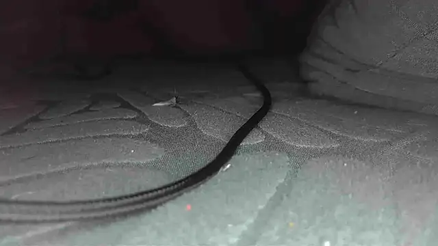 Snapshot of sclax38 chatting on January 2025 12:00:01 PM sclax38 online show from January 2025 12:00:01 PM