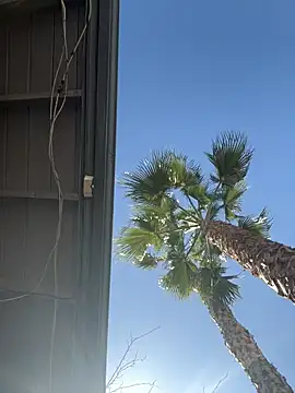 Snapshot of starrynikki chatting on February 2026 08:01:01 PM starrynikki online show from February 2026 08:01:01 PM