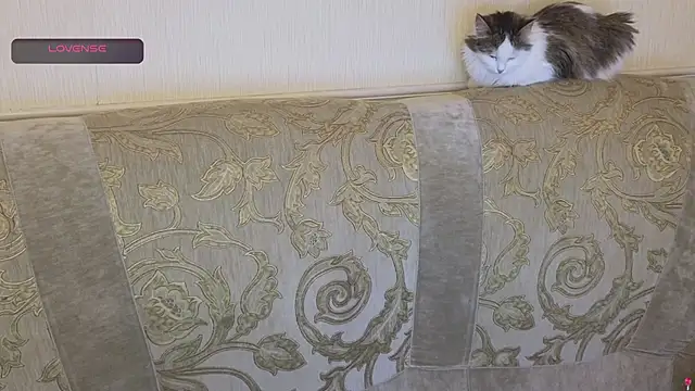 gertanord online show from October 2025 02:23:02 PM