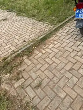 Black-mamba-madingo online show from November 2025 12:29:02 PM