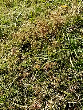 Snapshot of RockyNonStop chatting on January 2025 08:10:01 AM RockyNonStop online show from January 2025 08:10:01 AM