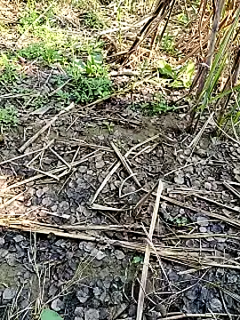 Snapshot of RockyNonStop chatting on February 2025 04:55:01 AM RockyNonStop online show from February 2025 04:55:01 AM