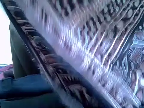 pointy bloom online show from November 2025 03:33:02 PM