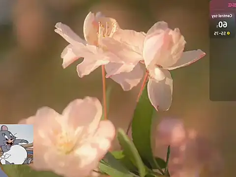 Snapshot of Lovensetest chatting on October 2025 07:19:02 AM Lovensetest online show from October 2025 07:19:02 AM