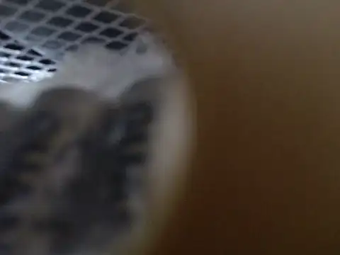 Snapshot of Lovensetest chatting on October 2025 09:10:01 AM Lovensetest online show from October 2025 09:10:01 AM