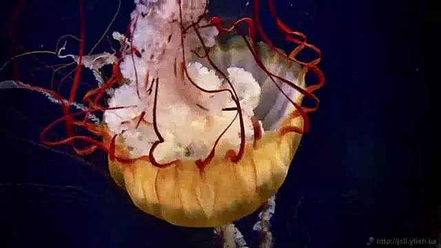 streamy test11 online show from December 2024 08:34:01 AM