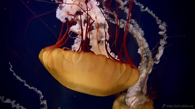 streamy test11 online show from September 2025 12:38:01 PM