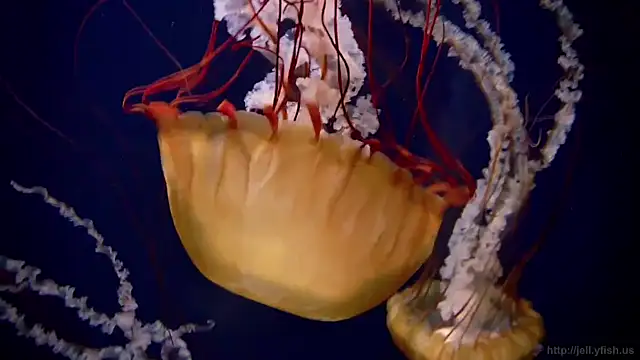 streamy test11 online show from November 2025 11:55:02 AM