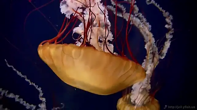 streamy test12 online show from November 2025 12:27:02 PM