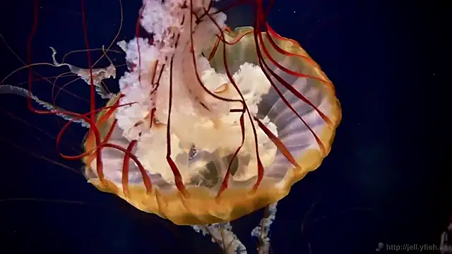 streamy test12 online show from February 2026 01:31:02 PM