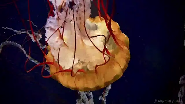 Snapshot of streamy_test13 chatting on December 2024 08:11:02 AM streamy test13 online show from December 2024 08:11:02 AM