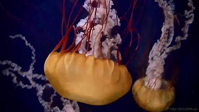 Snapshot of streamy_test13 chatting on December 2024 08:11:01 AM streamy test13 online show from December 2024 08:11:01 AM