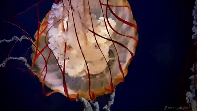 Snapshot of streamy_test13 chatting on December 2024 01:11:02 PM streamy test13 online show from December 2024 01:11:02 PM