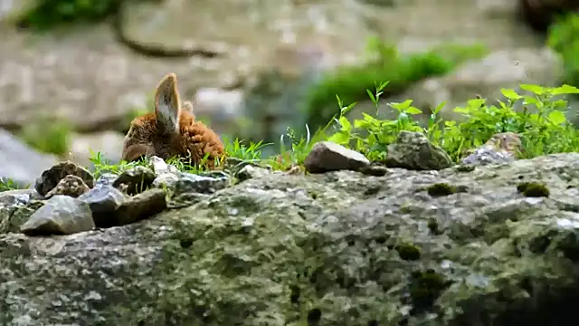 Snapshot of streamy_test13 chatting on February 2025 08:20:01 AM streamy test13 online show from February 2025 08:20:01 AM