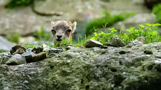 Snapshot of streamy_test13 chatting on February 2025 04:26:02 PM streamy test13 online show from February 2025 04:26:02 PM