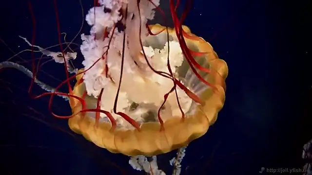 Snapshot of streamy_test13 chatting on March 2025 08:09:01 AM streamy test13 online show from March 2025 08:09:01 AM