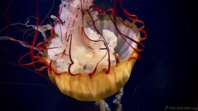 streamy test15 online show from November 2025 11:53:01 AM