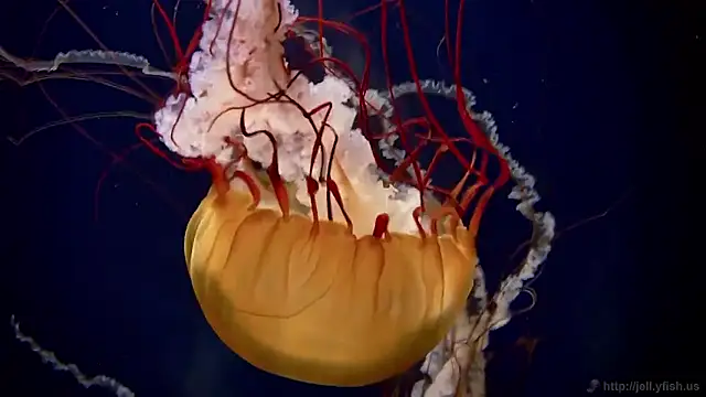 streamy test15 online show from November 2025 09:53:01 AM