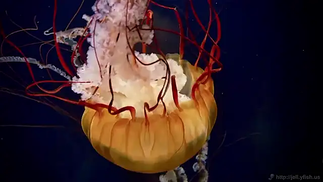 streamy test15 online show from December 2025 12:11:02 PM