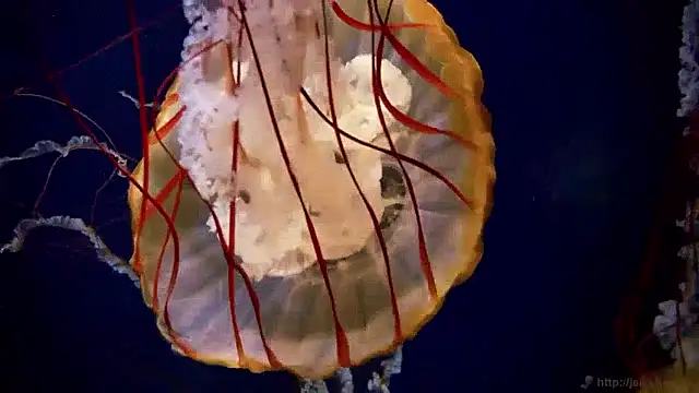 streamy test15 online show from April 2026 10:13:02 AM