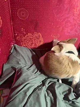 misu09 online show from November 2025 09:55:02 AM