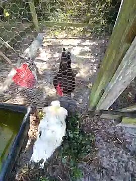 Mistress Melissa online show from February 2025 06:06:01 PM