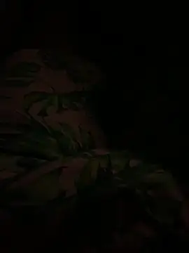 smithrosinha online show from February 2025 04:44:02 AM