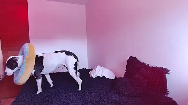 bellatrix25 online show from January 2025 06:10:02 PM