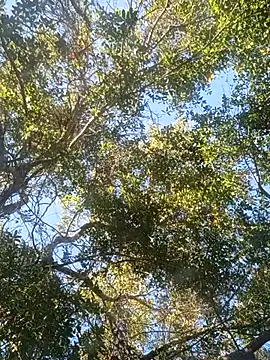 Snapshot of Buffshagswell chatting on November 2025 07:18:02 PM Buffshagswell online show from November 2025 07:18:02 PM