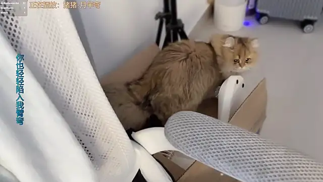 AnAn-520 online show from March 2026 03:18:01 PM