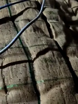 Kolkataboiy online show from October 2025 10:50:02 PM