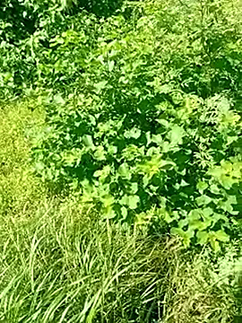 Khaleyssi online show from March 2026 07:32:01 PM