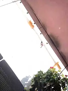 Praga Pink online show from December 2024 05:59:01 PM