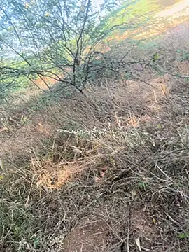 tamil000000 online show from March 2025 11:03:01 AM