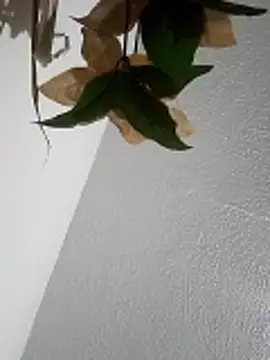 Naomy veracruz  online show from April 2026 10:19:02 AM