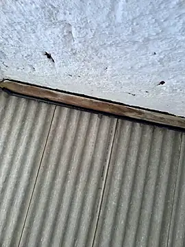 Snapshot of alexjs84 chatting on November 2025 03:44:02 PM alexjs84 online show from November 2025 03:44:02 PM