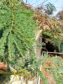 sweet suman online show from December 2025 04:53:02 AM