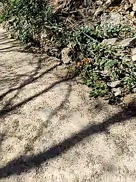 VelvetChocolate7 online show from February 2026 08:29:02 PM